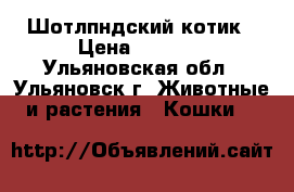 Шотлпндский котик › Цена ­ 4 500 - Ульяновская обл., Ульяновск г. Животные и растения » Кошки   